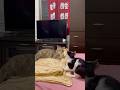 Epic Fight Breaks Out The Cat Vs The New Cat Shorts Tabbycat Cowcat Moo