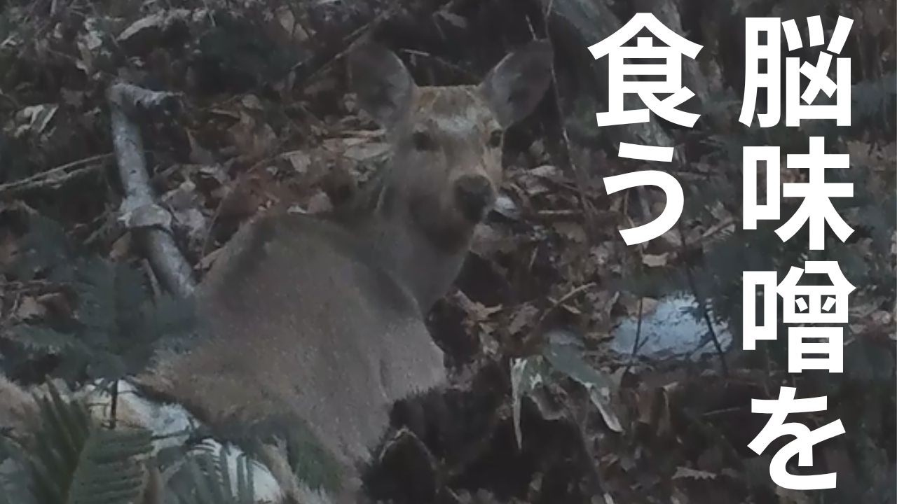 エゾ鹿の脳味噌取り出して､ムニエルでいただく