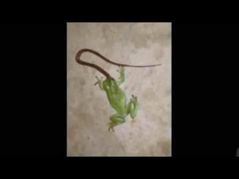 Dumpy Frog Tries To Eat Carpet Python In Australia Dumpy Frog Tries To Eat Carpet Python In Australia