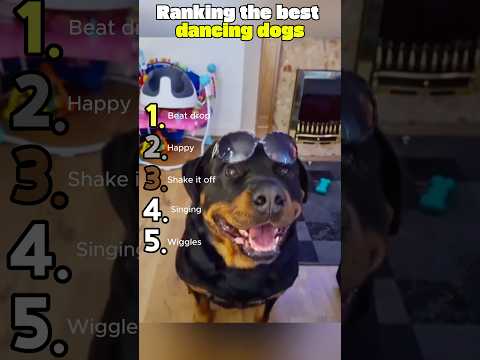 Ranking the best dancing dogs ever!