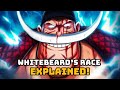 One Piece Theory Whitebeard S Race Was A Buccaneer