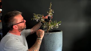 Create a Bonsai Tree with Kojo-no-mai Flowering Cherry