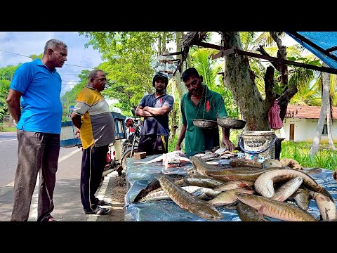 Amazing! Very Nice Village Best Street's Fish Market In Sri Lanka