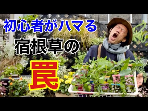 エキナセアを鉢や庭で育てるにはどうすればよいですか？ – 初心者の庭師へのアドバイス  庭園