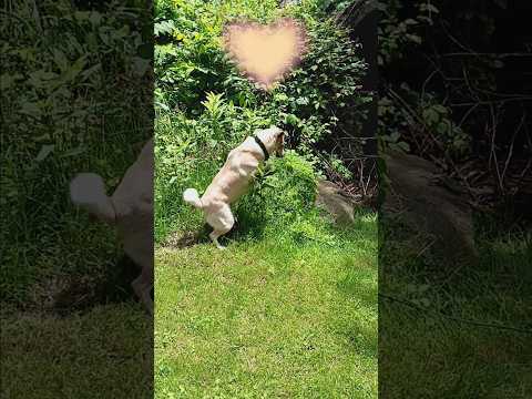 Nadia ❤️:Moments from today's adventure🌿🐾#dogshorts #pets #nadia