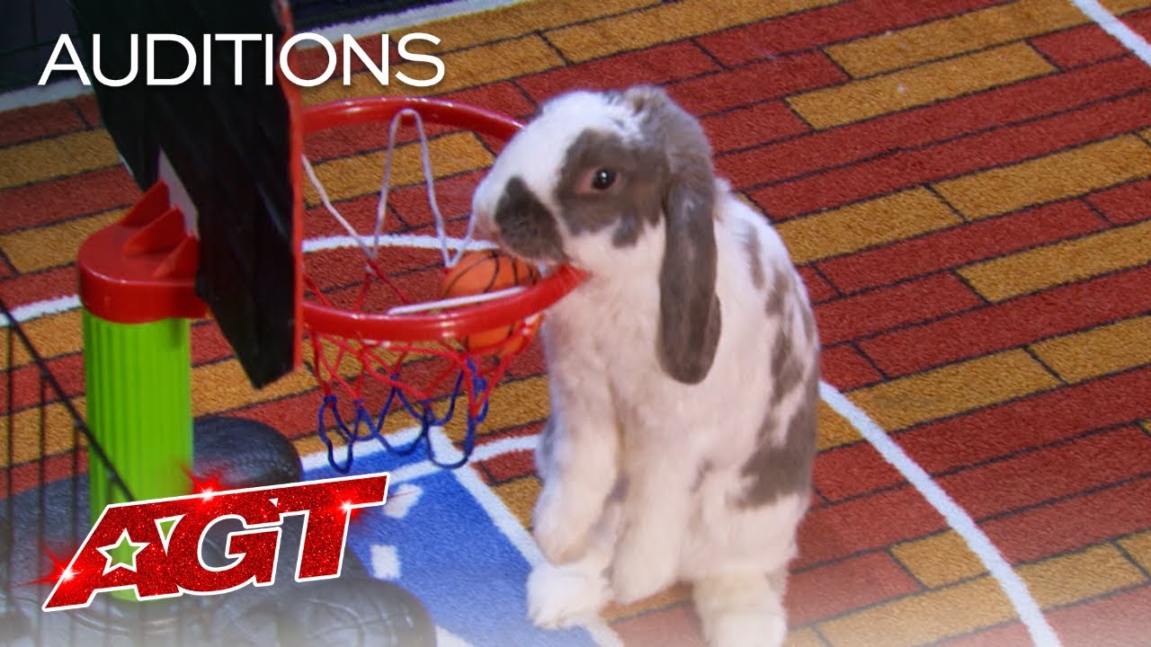 Bini The Bunny Performs EPIC Stunts on AGT - America's Got Talent 2021 thumbnail