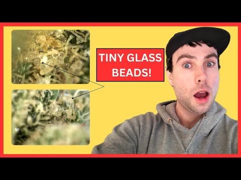 The Rise and Fall of the UK's GROSS 'Grit Weed'