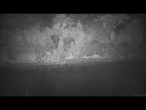 Djuma: Elephant herd makes their way to the dam for a drink - 21:40 - 12/16/20