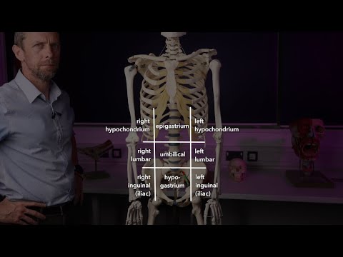 9 and 4 abdominal anatomical regions