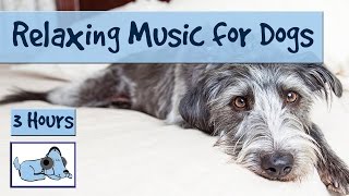 3 Hours of Relaxation Music for Dogs, Calm Them During Firework Displays and Thunderstorms!