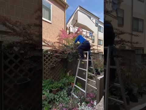 果樹の剪定：避けるべき間違いは何ですか？私たちのトップ3！  庭園