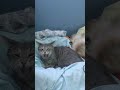 Grey Tabby Cat Sleep Next To Mini Australian Shepherd Shorts
