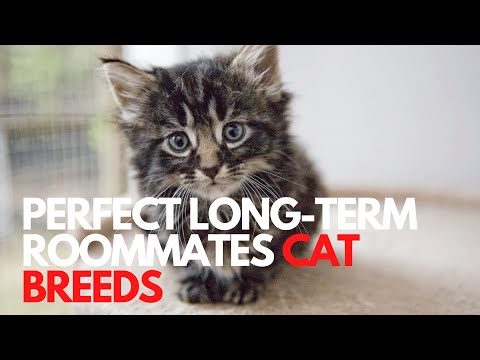 HEALTHY CAT BREEDS THAT MAKE THE PERFECT LONG-TERM ROOMMATES
