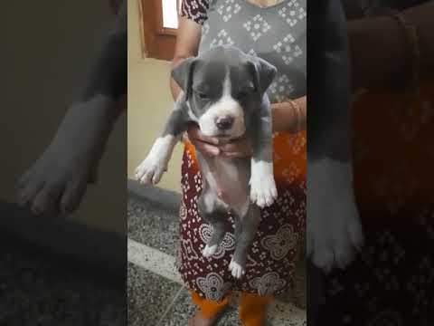 Ambully blue.9877826958