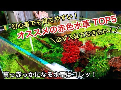 ウォーターレタストップ5の水生植物