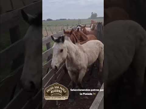 Domingo 6-S Gran JINETEADA y BAILANTA en Cruz de los Milagros inicia 9Hs Invita Beto Quiróz