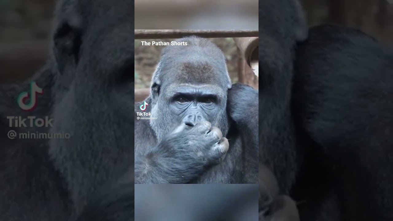 Gorilla 🦍 funny video 😂 | #shorts #gorilla #trending