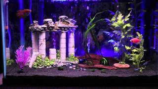 10-Gallon Neon Tetra & Dwarf Gourami Community Tank