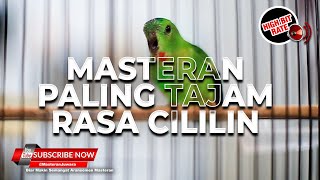 Download lagu 🔴Raja Serindit Gacor Nembak Cililin❗️Pancingan Pikat Serindit Paling Ampuh mp3