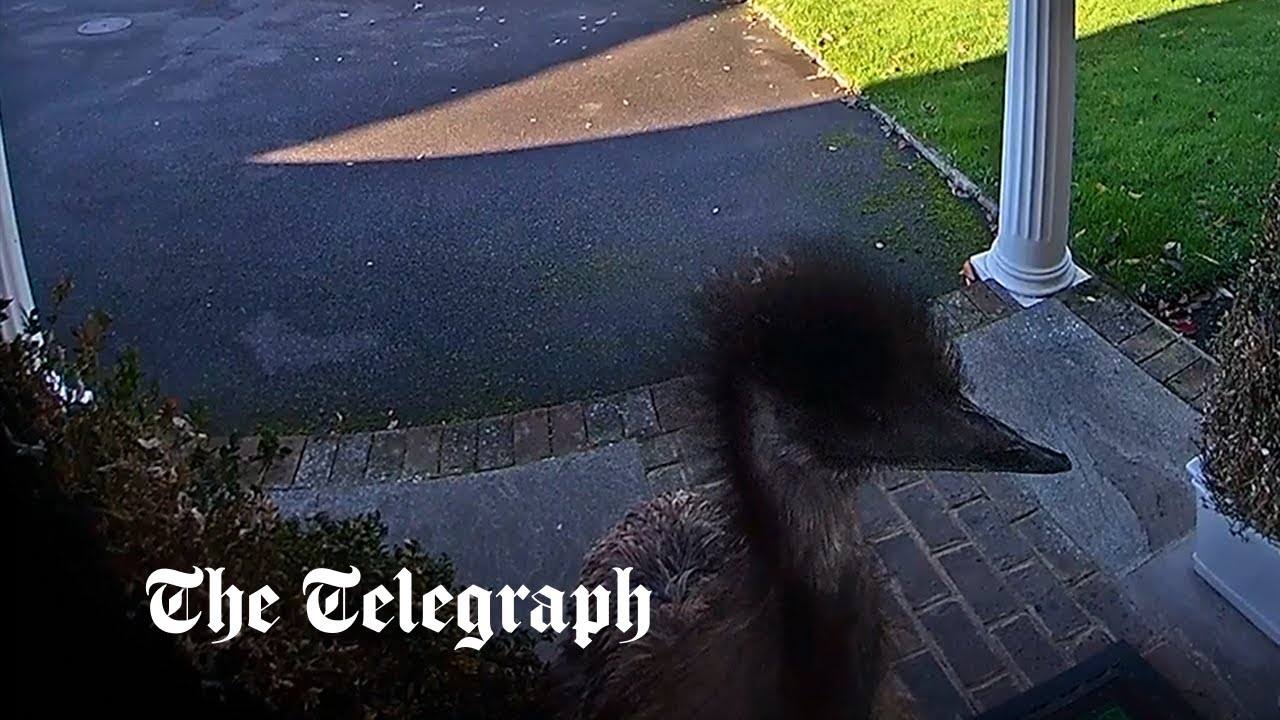 Watch: Runaway emu caught ringing doorbell camera in Kent