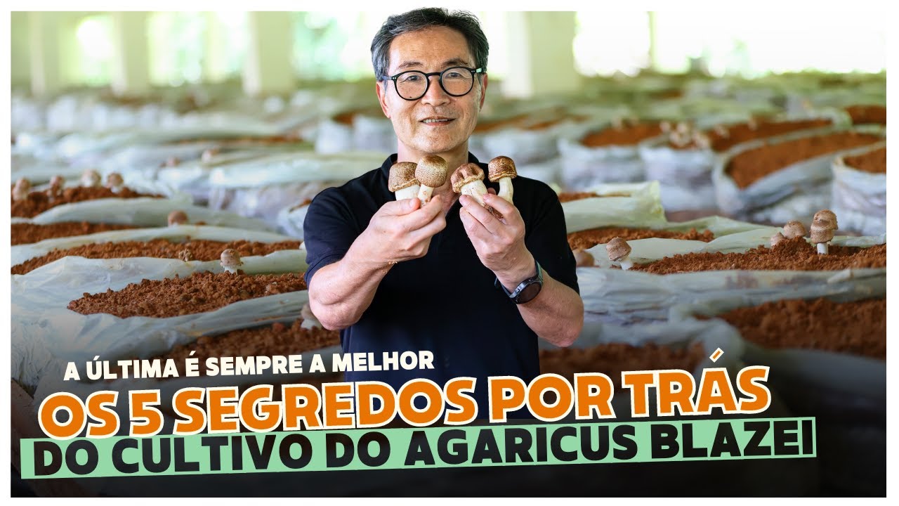 🍄 Mais CINCO segredos do cogumelo Agaricus blazei que muita gente não sabe!
