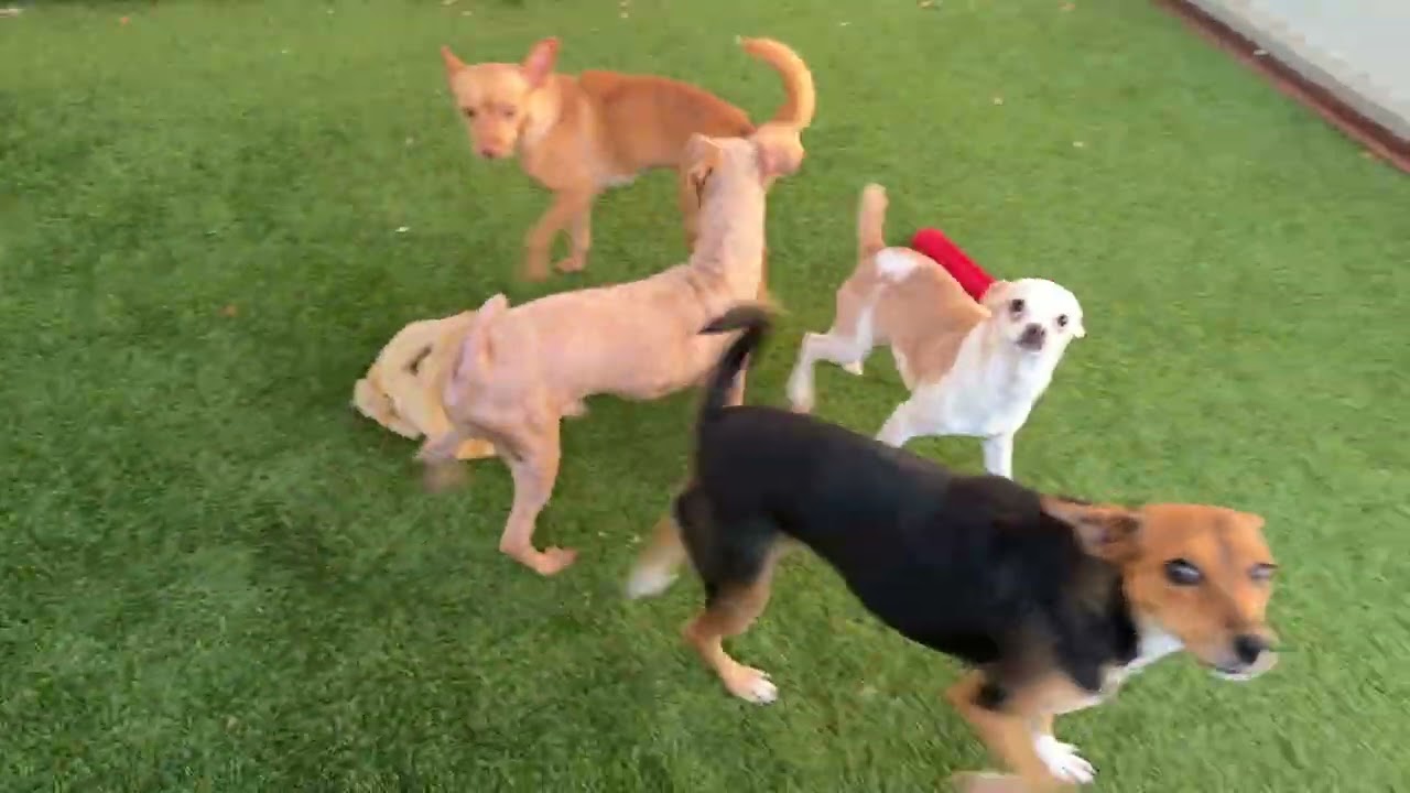 Enlarge Hokey Pokey - spotted chihuahua, a Adoptable Chihuahua in Austin, TX video 6/6