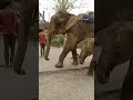 Haathi Mere Saathi