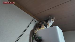 三毛猫フミちゃん　 LIVE配信　2026年7月6日　calico cat　(LIVE stream)