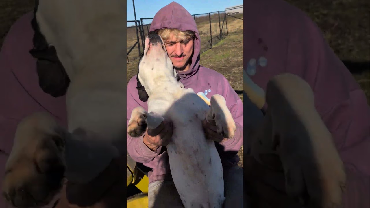 Iggy, a Adoptable Labrador Retriever in Nowata, OK video 6/6
