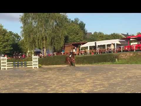 Springpferde A 8,1 Pepperjuicy B (Pilothago x Satisfaction) Lohmar-Hausdorp