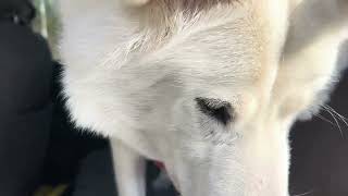 #inuk #treat #malamute #nofilter #huskylife
