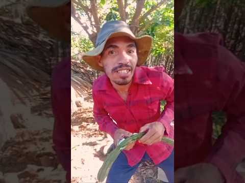 Conhece Ingá? Sampaio Tocantins