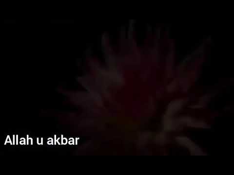 Subhan Allah 💫nice flowers 🌺👌👌✨