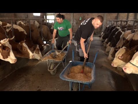 BUJKU- Ferma e gjedheve produktiv te qumshtit dhe per majmeri viçash ne Sllatine te Vushtrrise