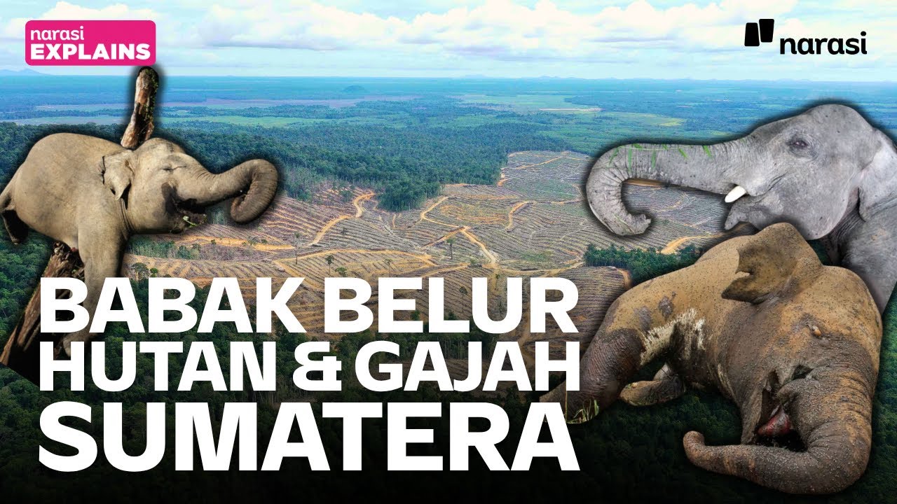 Hutan Dibabat, Habitat Rusak, Satu Per Satu Gajah Sumatera Mati | Narasi Explains