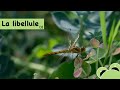 La libellule : insecte impressionnant - épisode 1