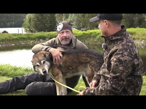 Jägarsnack om björnhundar | Jaktliv | SVT