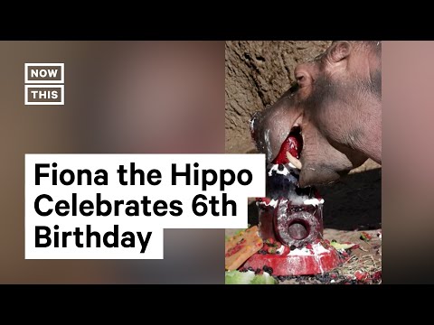 Cincinnati Zoo's Famous Hippo Fiona Celebrates 6th Birthday