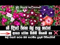 මල් වවන්න සරල ක්‍රම 3ක් Vinka Mal Wagawa How To Care For Vinca
