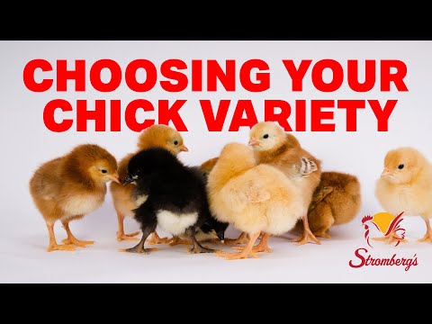 Strombergs Chicks