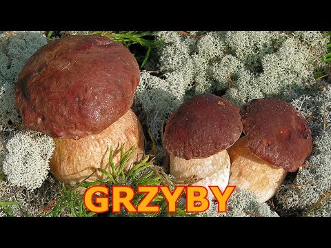 Poznajemy polskie grzyby - Zbieranie grzybów jadalnych - Grzybobranie - film edukacyjny dla dzieci