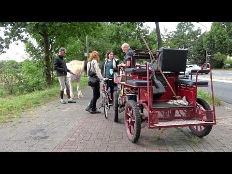 Pferd gerät in Osnabrück in Panik: Kutscher schwer verletzt