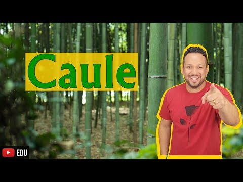 Stem - Concept, Functions and Parts - Plant Morphology