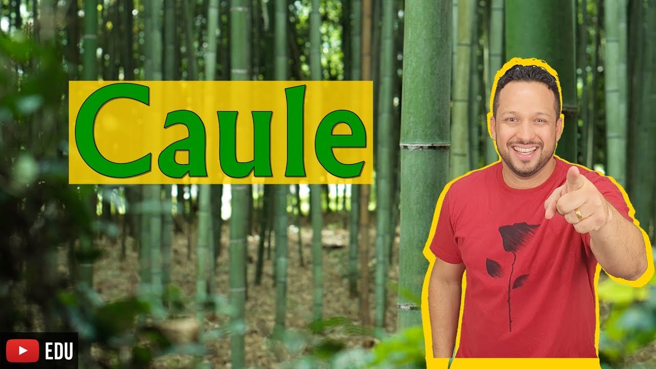 Caule - Conceito, Funções e Partes - Morfologia vegetal