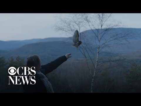 Rocky, the tiny Rockefeller Center Christmas tree owl, released back into the wild