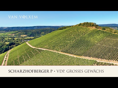 Weingut Van Volxem - die Lage "Scharzhofberger P" Pergentsknopp - VDP. Großes Gewächs