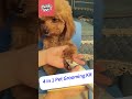 Stop Shaving Your Dog Wrong - The Right Way with Guard Combs#bestpetsupplies #dogaccessories #dogs