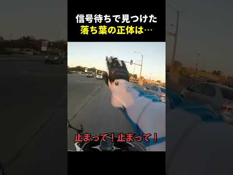 交差点の“落ち葉”が動いた瞬間…バイク女性が飛び出した理由