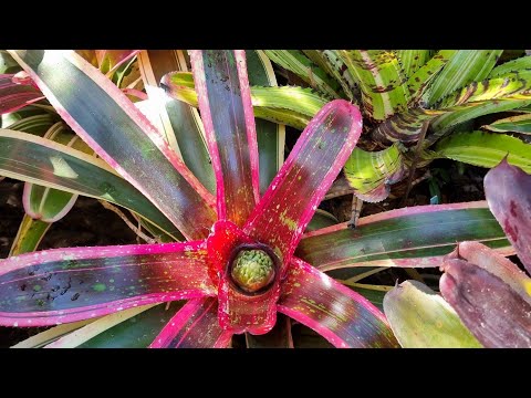 Why is my Bromeliad dying!!!