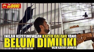 INILAH!! Keistimewaan Kacer GALANG Yang BELUM DIMILIKI Kacer Lainnya INILAH!! Keistimewaan Kacer GALANG Yang BELUM DIMILIKI Kacer Lainnya